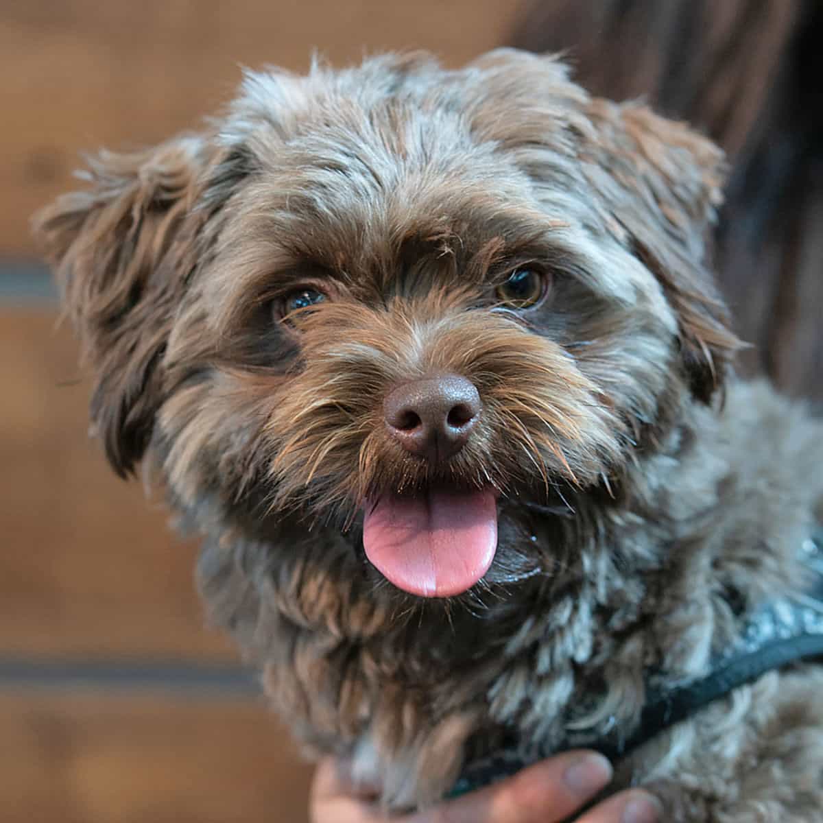 hair und style ebikon team hund